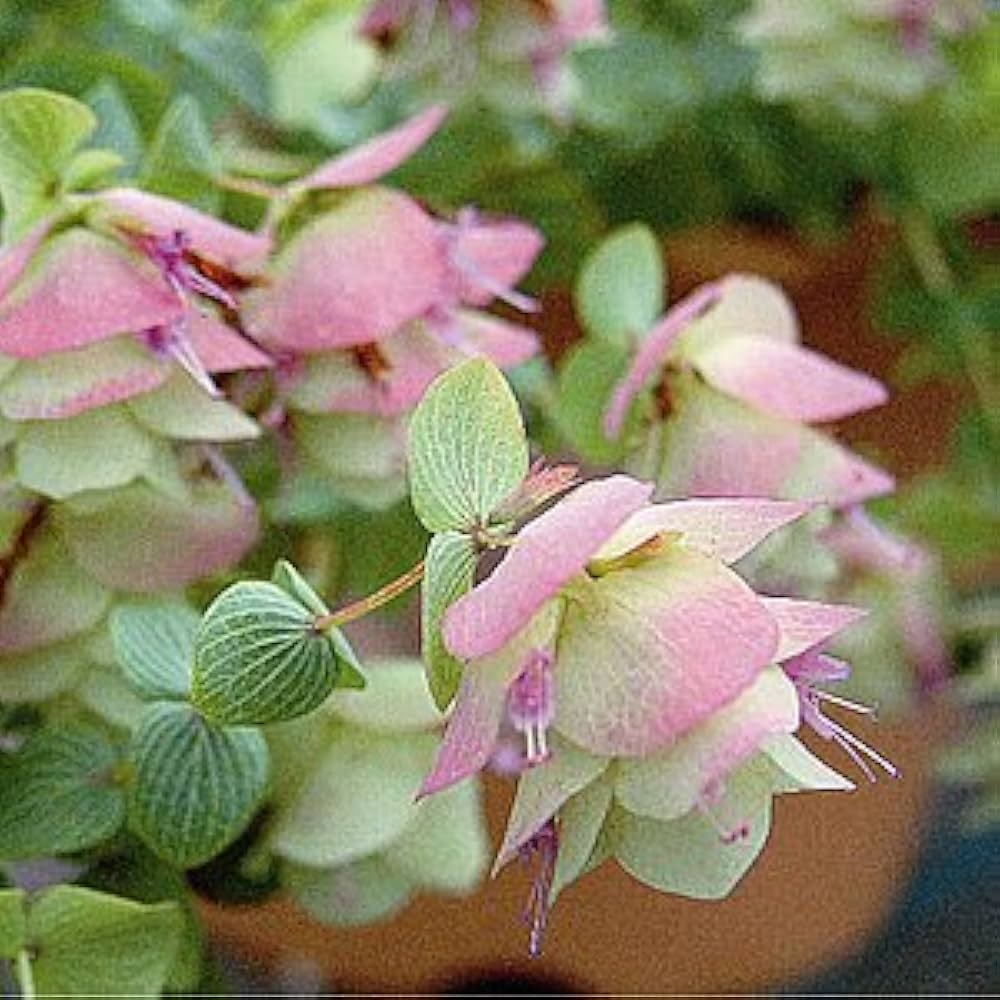 オレガノケントビューティ Amazon.co.jp: 花オレガノ：ケントビューティー3号ポット2株